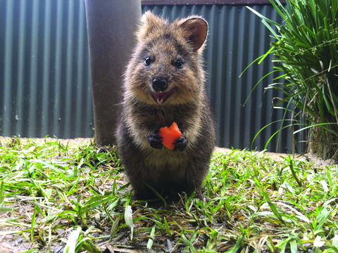 Kuranda Koala Gardens - Hervey Bay Accommodation 1
