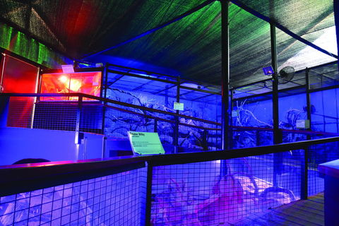 Kuranda Koala Gardens - Hervey Bay Accommodation 2