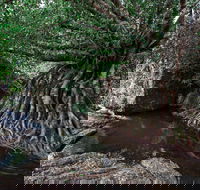 Misty Mountains Wilderness Tracks - Hervey Bay Accommodation