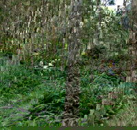 Nature Walking Track - Tourism Hervey Bay
