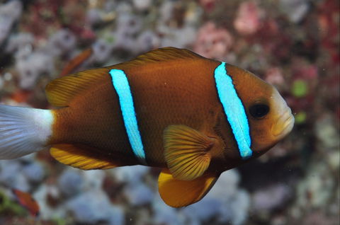 Nursery Reef - Hervey Bay Accommodation 0