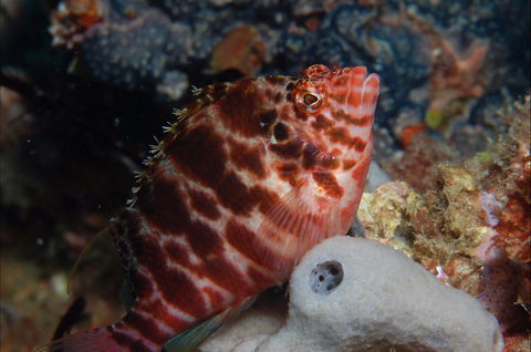 Nursery Reef - Hervey Bay Accommodation 1