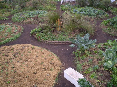 Purple Pear Farm - Hervey Bay Accommodation 1