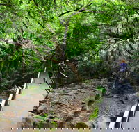 Rainforest Loop Walk Budderoo National Park - Hervey Bay Accommodation