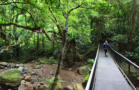 Rainforest Loop Walk, Budderoo National Park - Tourism Hervey Bay 0