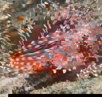 The Seaway Dive Site - Tourism Hervey Bay