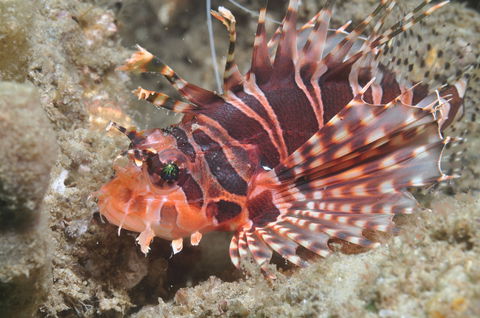The Seaway Dive Site - Hervey Bay Accommodation 0