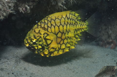 The Seaway Dive Site - Hervey Bay Accommodation 2