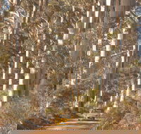 The Great Forest Trees Drive - Hervey Bay Accommodation