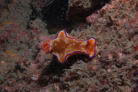 The Wrecks Dive Site At Moreton Island - Hervey Bay Accommodation 1