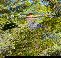 TreeTop Crazy Rider - Hervey Bay Accommodation