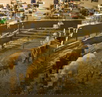 Wagga Wagga Livestock Marketing Centre - Hervey Bay Accommodation