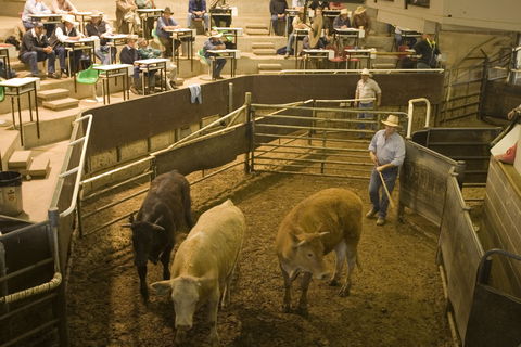 Wagga Wagga Livestock Marketing Centre - Tourism Hervey Bay 0