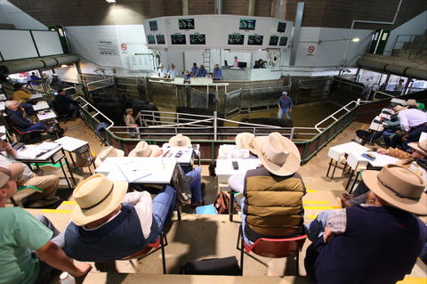 Wagga Wagga Livestock Marketing Centre - Tourism Hervey Bay 2