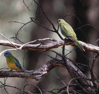 Warby-Ovens National Park