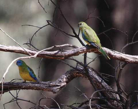 Warby-Ovens National Park - Hervey Bay Accommodation 0