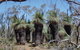 Warby-Ovens National Park - thumb 2