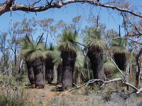 Warby-Ovens National Park - Hervey Bay Accommodation 2