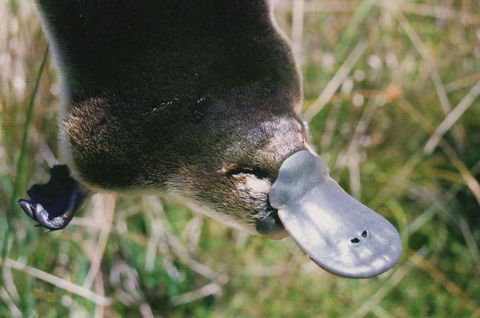 Warrawong Wildlife Sanctuary - Hervey Bay Accommodation 0