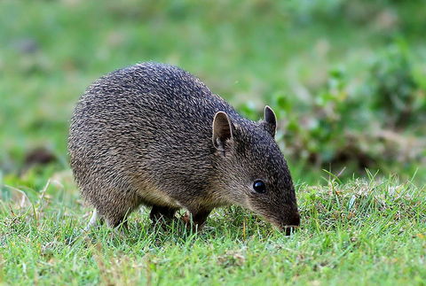 Warrawong Wildlife Sanctuary - Hervey Bay Accommodation 1