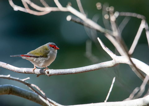 Warrawong Wildlife Sanctuary - Hervey Bay Accommodation 2