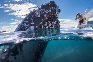 Whale Watching