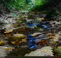 Willi Willi National Park - Hervey Bay Accommodation