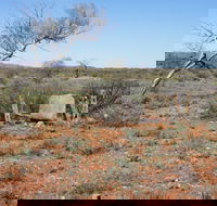 Winnecke Goldfield Cemetery - Hervey Bay Accommodation