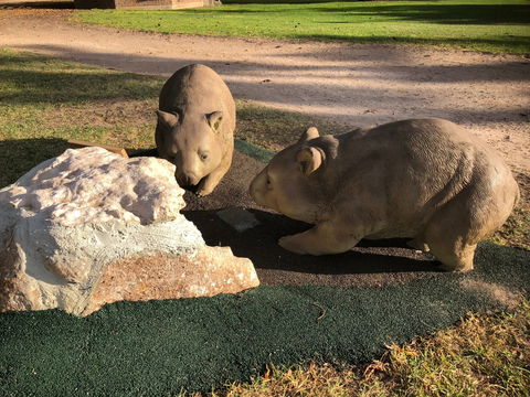 Wombat Statues, Moonta - Hervey Bay Accommodation 0