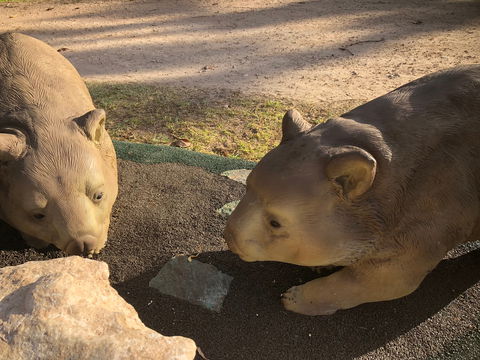 Wombat Statues, Moonta - Hervey Bay Accommodation 1