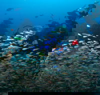 Aarhus Dive Site - Hervey Bay Accommodation