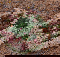 Coorow Wreath Flowers - Tourism Hervey Bay