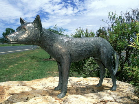 Dingo Statue - Hervey Bay Accommodation 0