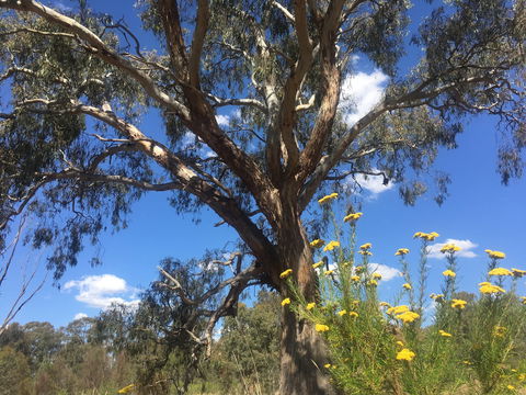 Euroa Arboretum - Hervey Bay Accommodation 0