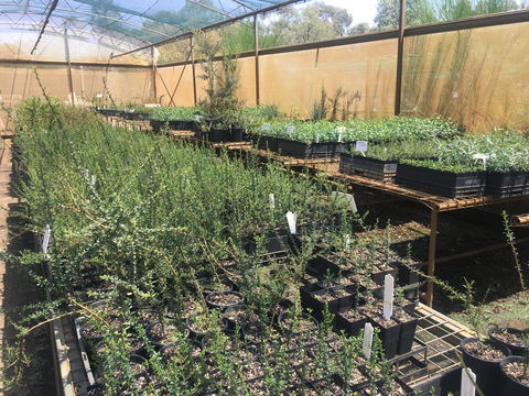 Euroa Arboretum - Hervey Bay Accommodation 1