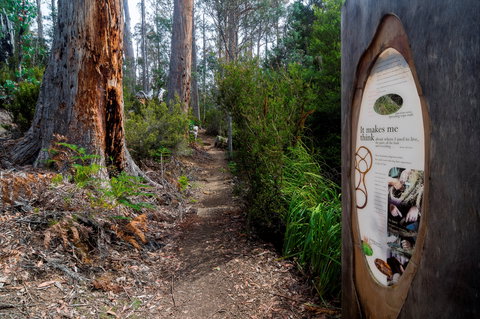 Lake St Clair (Cradle Mountain  - Lake St Clair National Park) - Hervey Bay Accommodation 2