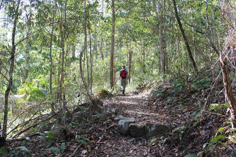 Morelia Walking Track, D'Aguilar National Park - Hervey Bay Accommodation 1