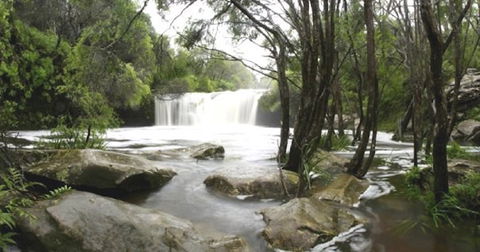 Nellies Glen Carrington Falls - Hervey Bay Accommodation 0