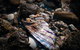 Point Cook Marine Sanctuary - thumb 1