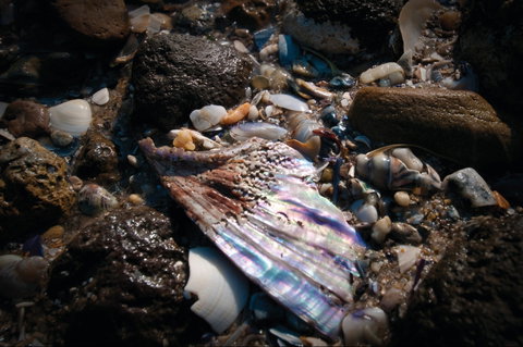 Point Cook Marine Sanctuary - Hervey Bay Accommodation 1