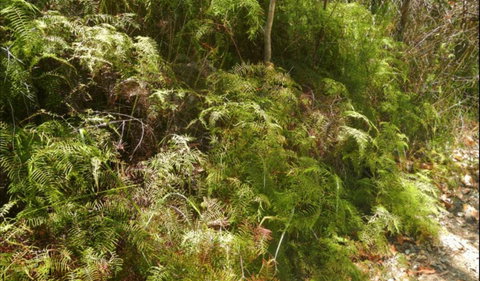 Powder Magazine Walking Track - Hervey Bay Accommodation 0