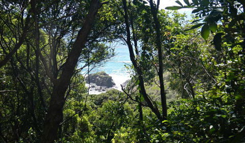 Rainforest Walking Track, Hat Head National Park - Hervey Bay Accommodation 0