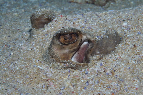 Shelving Beach Dive Site - Hervey Bay Accommodation 1