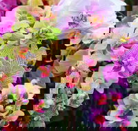 Tinonee Orchid Nursery - Hervey Bay Accommodation