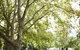 Wangaratta's Significant Trees Walks - thumb 1