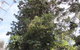 Wangaratta's Significant Trees Walks - thumb 2
