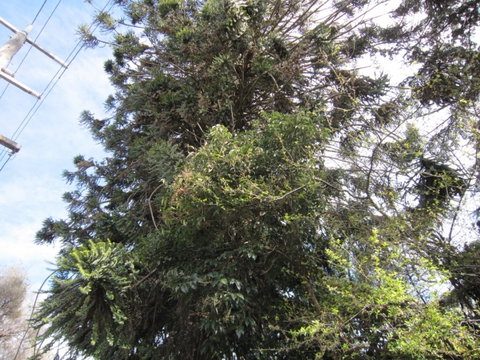Wangaratta's Significant Trees Walks - Hervey Bay Accommodation 2