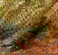 Burrawang Walking Track - Hervey Bay Accommodation