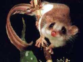 Carrowong Fauna Sanctuary - Hervey Bay Accommodation 0