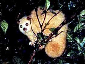 Carrowong Fauna Sanctuary - Hervey Bay Accommodation 1